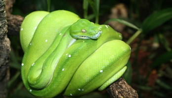 Зеленая змея, обвившая ветку